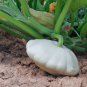 Summer Squash White Patty Pan Scallop 5 PCS Seeds