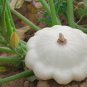 Summer Squash White Patty Pan Scallop 5 PCS Seeds