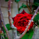 Strong Fragrant Red Rose Flower 50 PCS Seeds Strong Fragrant Red Rose Flower 50 PCS Seeds
