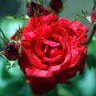 Strong Fragrant Red Rose Flower 50 PCS Seeds