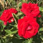 Strong Fragrant Red Rose Flower 50 PCS Seeds