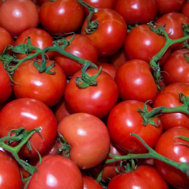 'Summer Pink' Big Truss Tomato 20 PCS Seeds