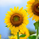 Sunny Smile F1 Sunflower 15 PCS Seeds