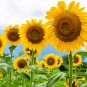 Sunny Smile F1 Sunflower 15 PCS Seeds