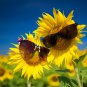 Sunny Smile F1 Sunflower 15 PCS Seeds