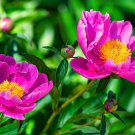 Strong Fragrant Purple Peony Tree 'Queen' Flower 5 PCS Seeds