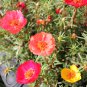 Sunflower Potted Portulaca Grandiflora 220 PCS Seeds