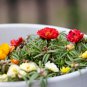 Sunflower Potted Portulaca Grandiflora 220 PCS Seeds