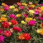 Sunflower Potted Portulaca Grandiflora 220 PCS Seeds