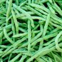 String Bean Non-GMO Dwarf Beans 30 PCS Seeds