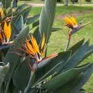 Strelitzia Reginae Indoor Potted Plant Flowers 100 PCS Seeds Strelitzia Reginae Indoor Potted Plant Flowers 100 PCS Seeds