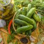 Stinging Gherkin Little Cucumber Hybrid 50 PCS Seeds
