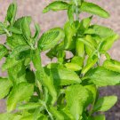 Stevia Green Herb Stevia Rebaudiana Semillas 400 PCS Seeds