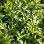 Stevia Green Herb Stevia Rebaudiana Semillas 400 PCS Seeds