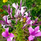 Spider Lily Flowers Purple Color 100 PCS Seeds