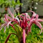 Spider Lily Flowers Purple Color 100 PCS Seeds