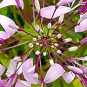 Spider Lily Flowers Purple Color 100 PCS Seeds