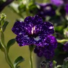 Starry Sky Petunia 200 PCS Seeds Starry Sky Petunia 200 PCS Seeds