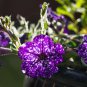 Starry Sky Petunia 200 PCS Seeds