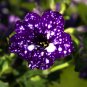 Starry Sky Petunia 200 PCS Seeds