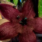 Stapelia hirsuta 5 PCS Seeds