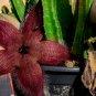 Stapelia hirsuta 5 PCS Seeds