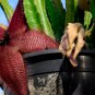 Stapelia hirsuta 5 PCS Seeds