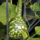 Speckled Swan Gourd Lagenaria Siceraria 10 PCS Seeds Speckled Swan Gourd Lagenaria Siceraria 10 PCS Seeds