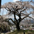 Snow Fountain Weeping Cherry Tree 20 PCS Seeds