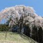 Snow Fountain Weeping Cherry Tree 20 PCS Seeds