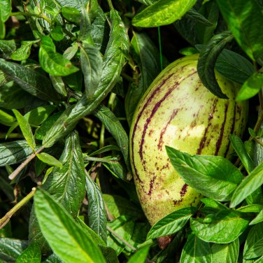 Solanum muricatum Aiton Ginseng Fruit 50 PCS Seeds