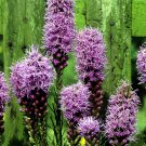 Snake Root (Liatris Spicata) Flower Bonsai 100 PCS Sedds