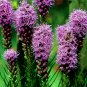 Snake Root (Liatris Spicata) Flower Bonsai 100 PCS Sedds