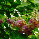 Snail Vine Wisteria Snail Vine Flores Bonsai 20 PCS Sedds