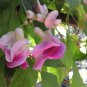 Snail Vine Wisteria Snail Vine Flores Bonsai 20 PCS Sedds