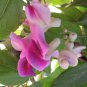 Snail Vine Wisteria Snail Vine Flores Bonsai 20 PCS Sedds