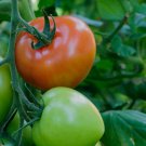 Solanum lycopersicum L. Tomato 'Shirley' F1 Hybrid 100 PCS Seeds