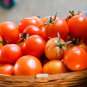 Solanum lycopersicum L. Tomato 'Shirley' F1 Hybrid 100 PCS Seeds