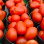 Solanum lycopersicum L. Tomato 'Shirley' F1 Hybrid 100 PCS Seeds