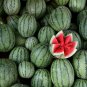Snow Pear Water Melon White Inside Green Skin Black Stripe 10 PCS Seeds