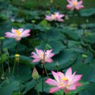 Small Pink Lotus Nelumbo Nucifera Flower Indoor Outdoor 1 PCS Seeds Small Pink Lotus Nelumbo Nucifera Flower Indoor Outdoor 1 PCS Seeds