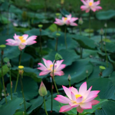 Small Pink Lotus Nelumbo Nucifera Flower Indoor Outdoor 1 PCS Seeds