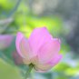 Small Pink Lotus Nelumbo Nucifera Flower Indoor Outdoor 1 PCS Seeds