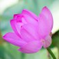Small Pink Lotus Nelumbo Nucifera Flower Indoor Outdoor 1 PCS Seeds