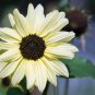 Small talian White Sunflower 15 PCS Sedds