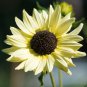 Small talian White Sunflower 15 PCS Sedds