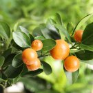 Small Potted Edible Orange Bonsai 20 PCS Sedds
