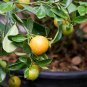 Small Potted Edible Orange Bonsai 20 PCS Sedds