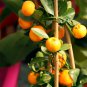 Small Potted Edible Orange Bonsai 20 PCS Sedds