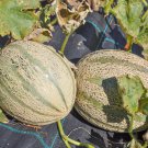 Small Heirloom True French Charentais Gourmet Melon Cucumis Melo 20 PCS Seeds Small Heirloom True French Charentais Gourmet Melon Cucumis Melo 20 PCS Seeds